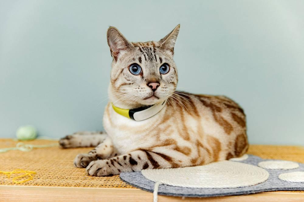 Swiss Data Company Datamars acquires Kippy with the support of Growth Capital